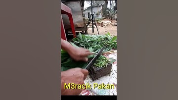 Meracik Pakan Alternatif Ayam Kampung