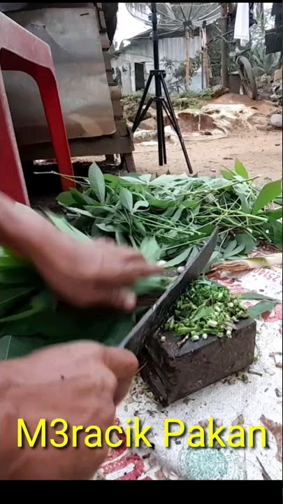 Meracik Pakan Alternatif Ayam Kampung
