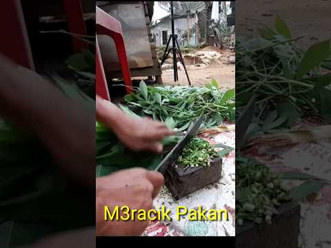 Meracik Pakan Alternatif