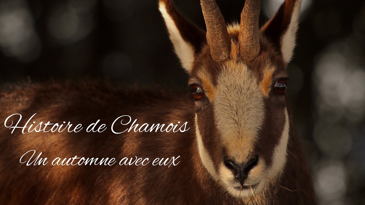 HISTOIRE DE CHAMOIS - Un automne avec eux 