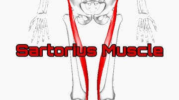 Sartorius Muscle|Origin Insertion Innervation|Blood Supply|Clinical Aspects