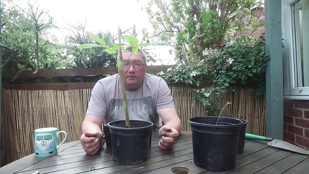Planting The Future How To Grow Your Horse Chestnut Trees Conker Trees Part Five The Journey Youtube