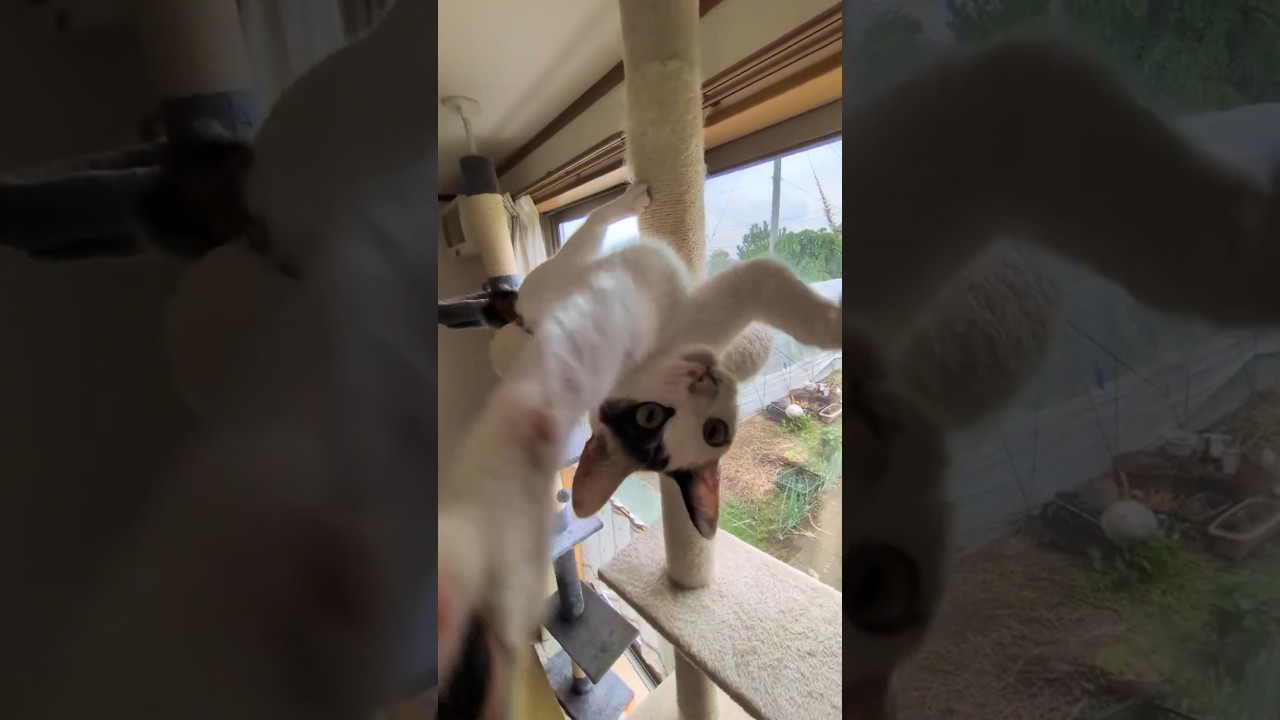 2026/07/06 #みけ #cat - YouTube