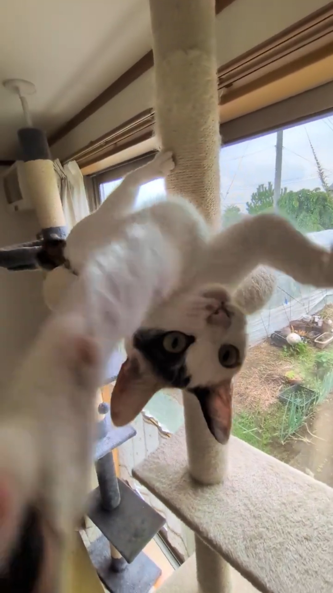 みけCAT 2026/07/06 #みけ #cat - YouTube