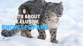 8 Facts About the Elusive Snow Leopard by Animal Globe 571 views 2 years ago 5 minutes, 5 seconds