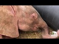 Sleeping beauty ~ Little albino elephant, Khanyisa and her tyre