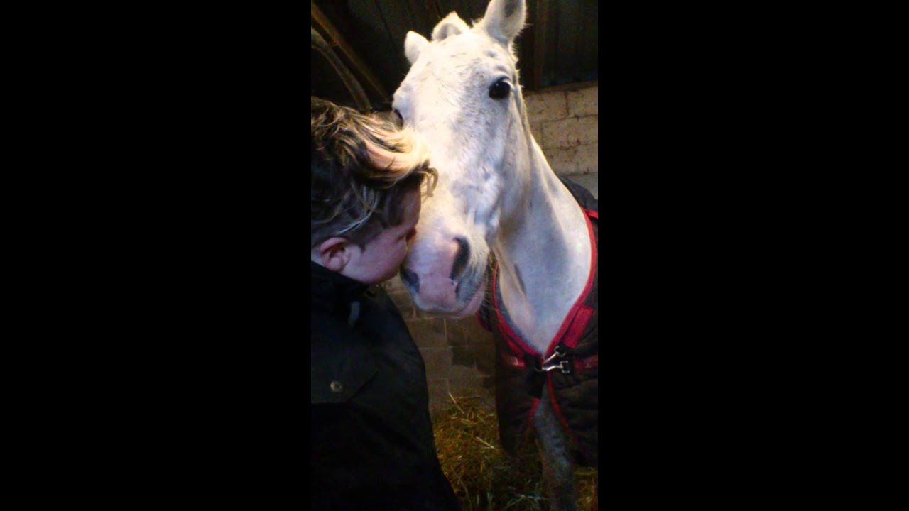 Horse wants attention YouTube