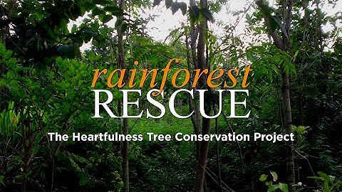 Rainforest Rescue | The Heartfulness Tree Conservation Project | #BiodiversityDay