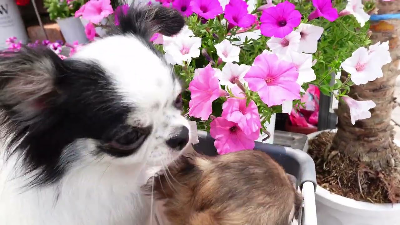2026/6/6 チワワの仔犬とお出掛け！ - YouTube