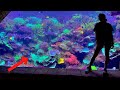 SeaWorld’s 12,000g Reef Tank (INSANE!) Day 1