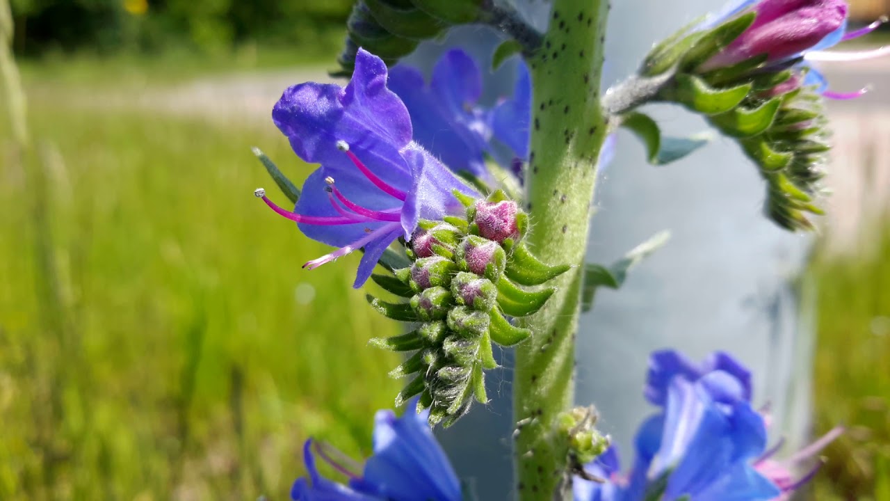 銳眼看世界 北疆風鈴草 聚花風鈴草 Youtube