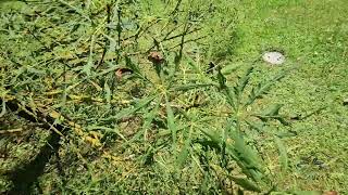 Aesculus hippocastanum 'Laciniata' jírovec maďal