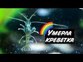 УМЕРЛА КРЕВЕТКА😥УБИРАТЬ ЕЁ ИЗ АКВАРИУМА ИЛИ НЕТ?