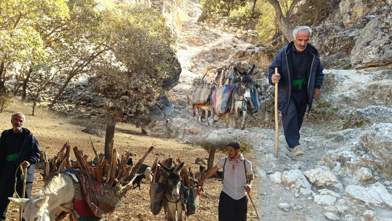 Nomadic life in Zagros: collecting firewood to spend the winter - YouTube
