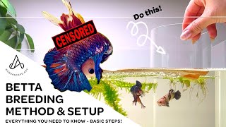 Betta fish breeding method, tank setup & fry feeding  Koi plakat pair from video #1!