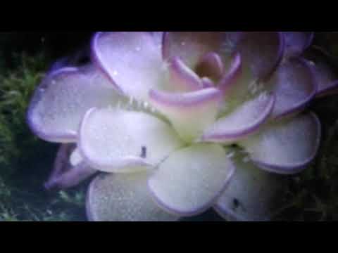 Видео: Жирянка (растение) - описание, полезни свойства и противопоказания