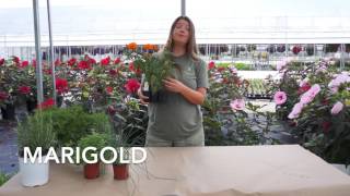 Plants That Repel Mosquitos