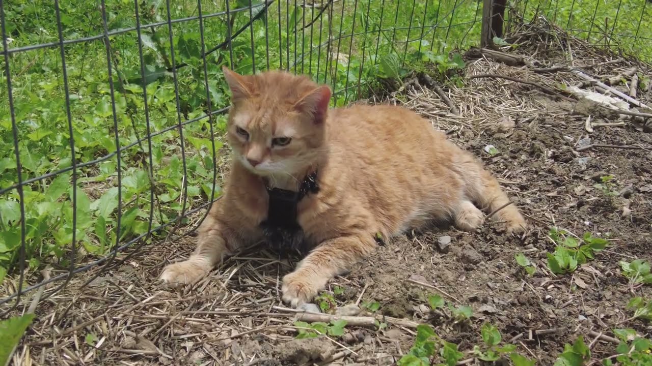 This cat is an expert gardener.
