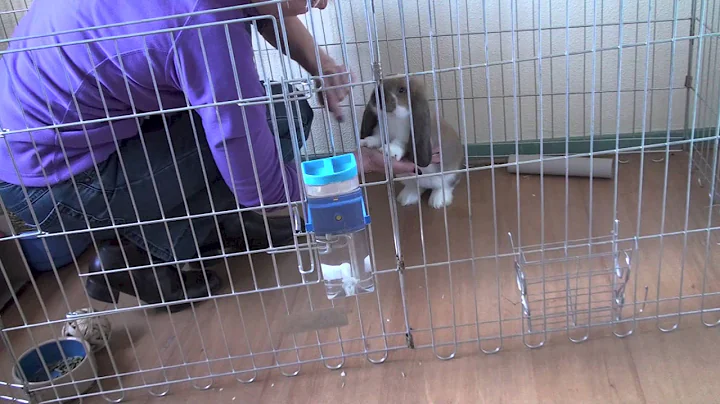 How to train your rabbit to give a High Five