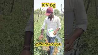 టమాట పంటలో వచ్చే వైరస్ కి సరైన పరిష్కారం #tomato #agriculture #tomata #vegetables #farming #bluetoma