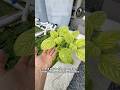 My Cuban Oregano is growing BIG!