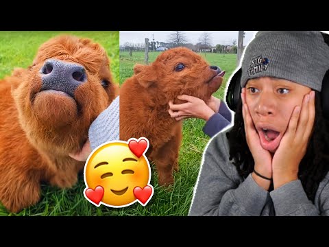 5 Animals We All Should Be Thankful For.. Aww Its Like A Furry Chicken Nugget 🥺😍 (Casual Geographic)