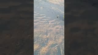 Круглоголовка-вертихвостка