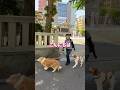 【希少犬種】ブリタニースパニエルを撮ってみた