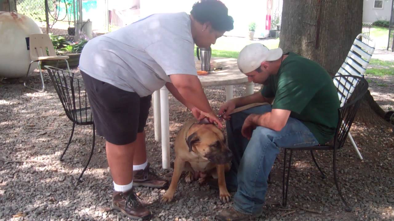 FOHA Bromley cleaning ears - YouTube