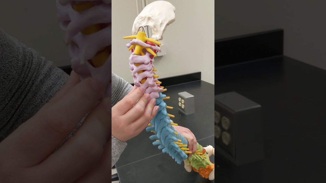 GUIDED VIDEO: Spinal Chord Model + Circle of Willis Bloodflow
