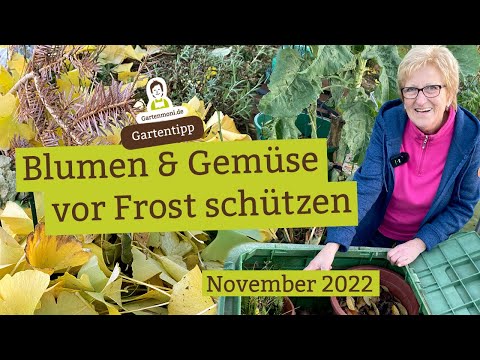 Video: Kümmel Winterschutz: Erfahren Sie mehr über die H altung von Kümmel im Winter