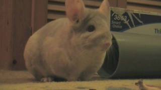 INTRODUCING SUGAR THE CHINCHILLA...IN HD WIDESCREEN! INTRODUCING SUGAR THE CHINCHILLA...IN HD WIDESCREEN!