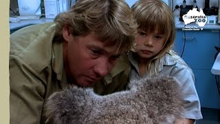 Steve and Bindi Irwin save an adorable koala | Irwin Family Adventures