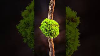 Macro Photography Lighting #litbylume | Miniature Nature Studio