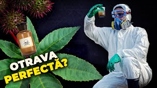 Planta Favorita A Asasinilor