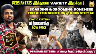 1st Quality Persian Cattery in Namma Chennai I Kittens Available @ very low price