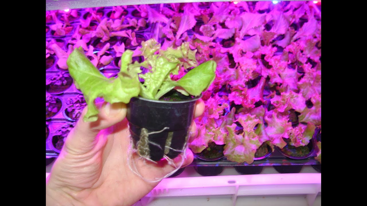 Growroom: салаты листовые на гидропонике за 32 дня