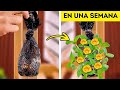 Trucos de Jardinería Fáciles para un Jardín Precioso 🌴🍌