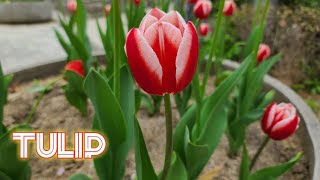 Beautiful Tulip  by Japan