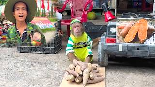 CUTIS Secretly Sells Sweet Potatoes at the Market and Gets Caught 😂