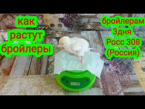 Как растут бройлеры. Вес цыплёнка бройлера в 3 дня Росс 308 (Россия). Broiler weight in 3 days