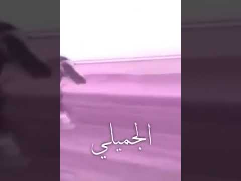 شيلة الجميلي