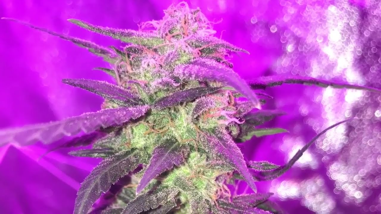 Fastbuds Autoflower Girl Scout Cookies seed to harvest