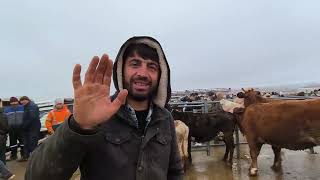 ÇORUM HAYVAN PAZARI BÜYÜKBAŞ 12 OCAK ÇEKİMİ 2.BÖLÜM 14 OCAK 2026