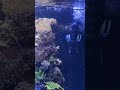 17,000 Gallon Fish Tank Dive! 🥽