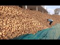 Complete details on Large Scale Potato farming Using RAINWATER from Sowing to Lorry Loading