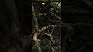 A quick nature walk to the lake