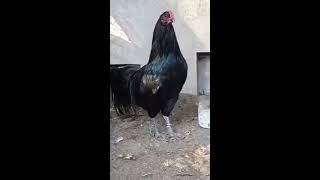 Sumatra Black males ready to breed