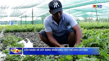 Cần Giuộc sẽ xây dựng nhãn hiệu tập thể cho cây rau I LONG AN TV