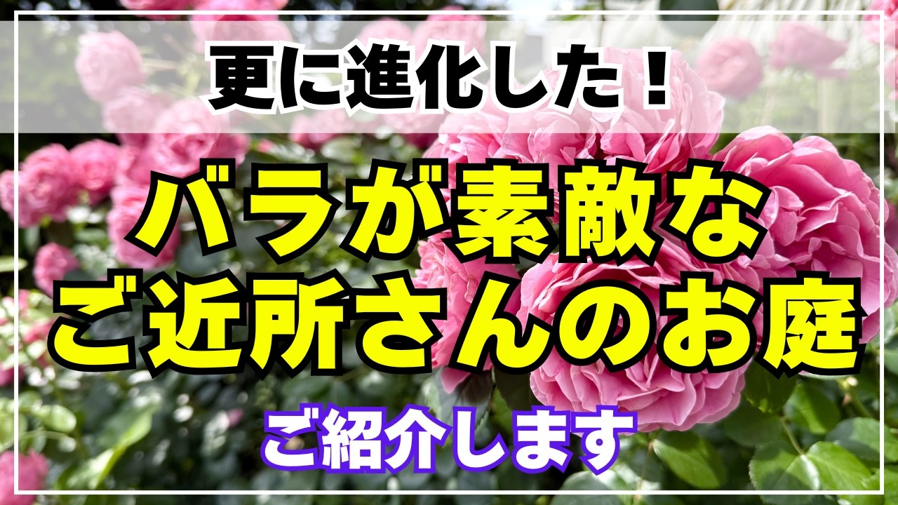 バラ27種ご紹介】手作りガーデンでここまで素敵になる！クレマチスや